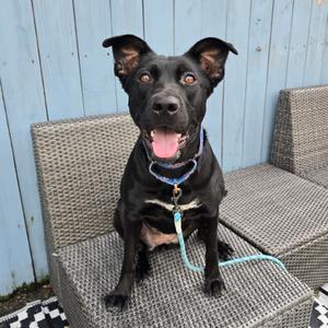 Congee, Retriever, Black Labrador, adult, available for adoption