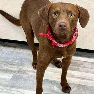 Hawk, Retriever, Labrador, adult, available for adoption