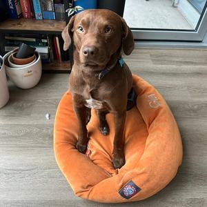 Hawk, Retriever, Labrador, adult, available for adoption
