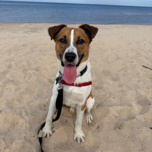 A brown and white dog sitting on a sandy beach with its tongue out, wearing a red collar and leash.