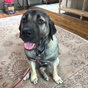 Clementine, Shepherd, Anatolian, adult, available for adoption