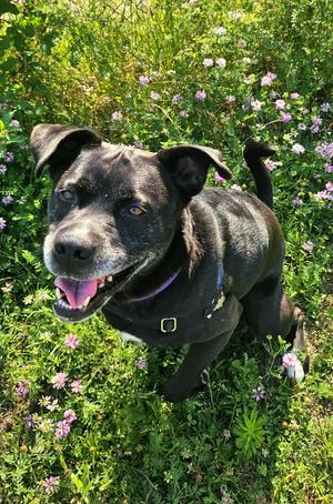 Zander, Boxer, adult, available for adoption