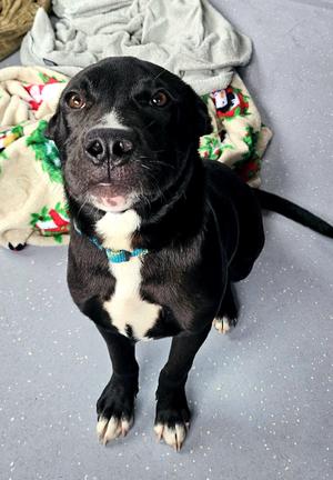 Kiwi, Mixed Breed, puppy, available for adoption