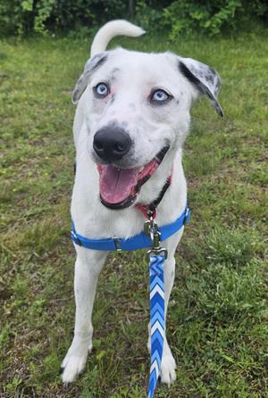 Loki, Dalmatian, adult, available for adoption