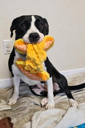 Tamara, Pit Bull Terrier, adult, available for adoption