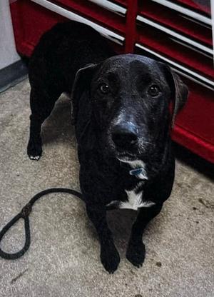 Bucky, Terriers (Medium), adult, available for adoption