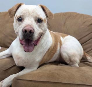 A tan and white dog with its tongue out, lying on a brown couch.
