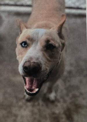 A dog looking up with its mouth open