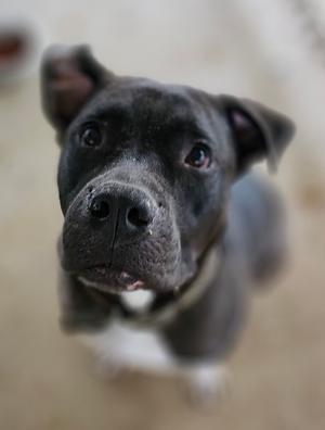 Beckett, American Bulldog, adult, available for adoption