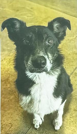 Baby Girl, Border Collie, adult, available for adoption