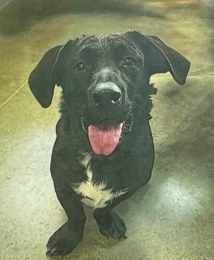 A black dog with a white patch on its chest, sitting and looking up with its tongue out.