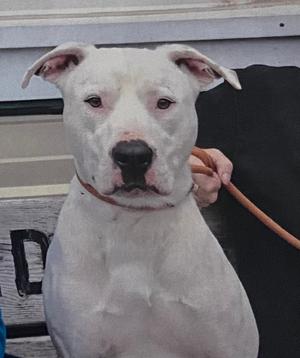 Apollo, American Bully, adult, available for adoption