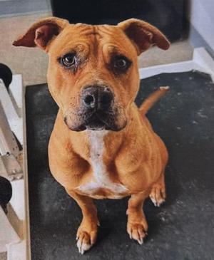 Cella, American Bully, adult, available for adoption