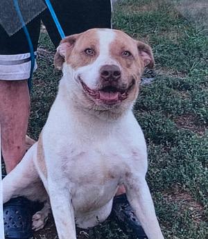 Blue, Labrador Retriever, adult, available for adoption