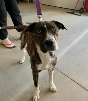 Charlotte +, Catahoula Leopard Dog, adult, available for adoption