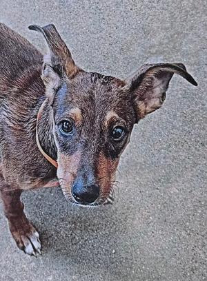 a dog