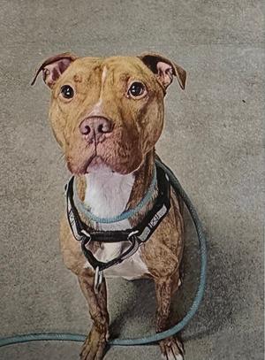 Aries, Mixed Breed, adult, available for adoption