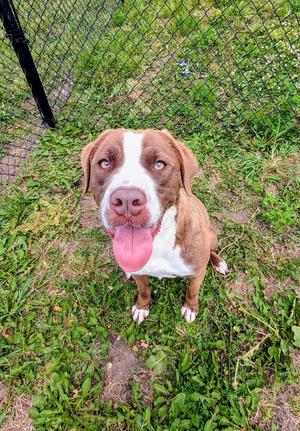 Bumble, American Bully, young, available for adoption