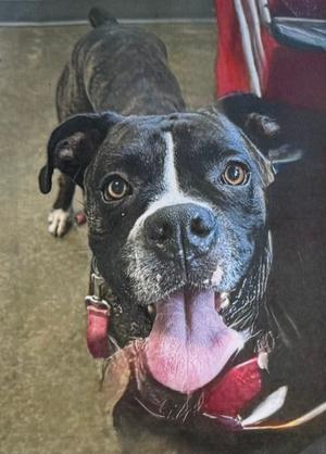 A black and white dog with a pink tongue sticking out, wearing a red collar.