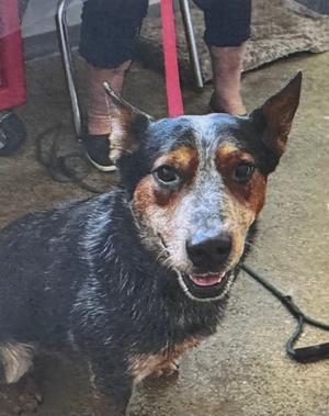 A close-up of a dog with a black, brown, and white coat, standing on a concrete floor with a red leash attached to its collar. The dog has pointed ears and a friendly expression, looking directly at the camera. In the background, there are legs of a person wearing shorts and shoes, and a red object partially visible on the left side.