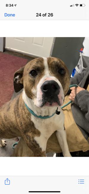 BO +, American Bulldog, adult, available for adoption
