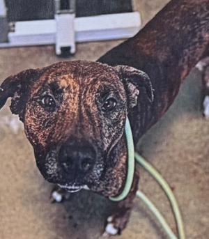 Achilles, American Bully, adult, available for adoption