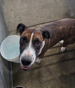Barrell, Terriers (Medium), adult, available for adoption