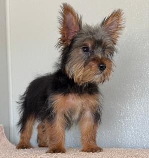 Bizz, Yorkie, Yorkshire Terrier, puppy, available for adoption