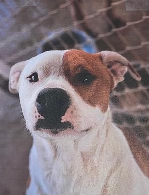 Bullseye, American Bulldog, adult, available for adoption