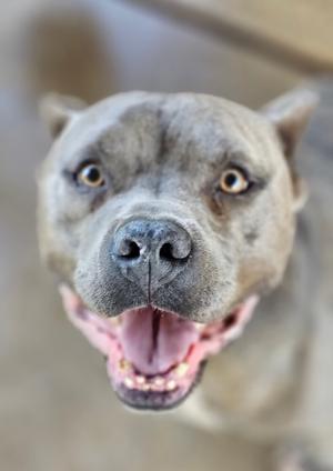 a close-up of a dog