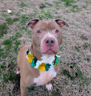 A light brown pitbull dog wearing a colorful floral lei sits on a patch of dry grass.