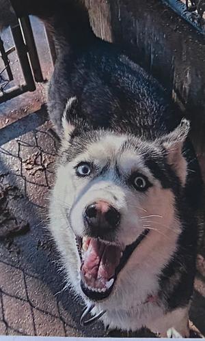 A close-up of a husky dog with striking blue eyes, looking up with its mouth open in a happy expression. The dog has a black and white coat and is standing on a paved surface with a chain-link fence in the background.