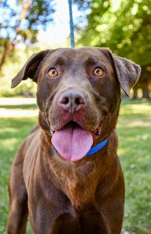 Edward, Labrador Retriever, adult, available for adoption