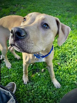 Bambi, Pit Bull Terrier, young, available for adoption