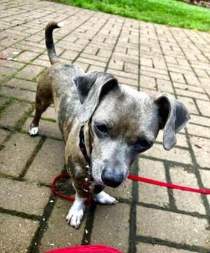 Bonnie, Chihuahua / Dachshund, adult, available for adoption