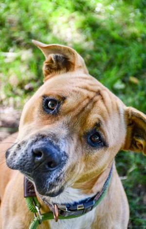 Butch, Pit Bull Terrier, young, available for adoption