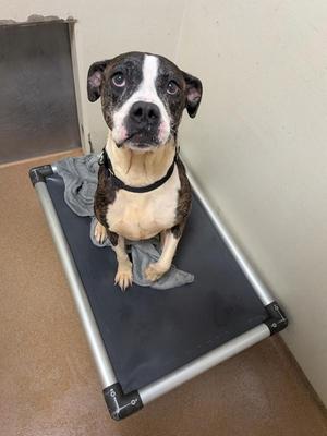 Adira, Pit Bull Terrier, adult, available for adoption