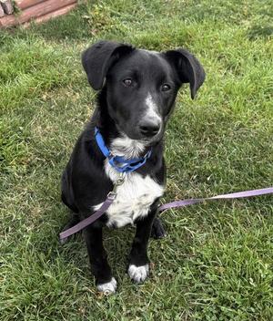 Adora, Labrador Retriever, young, available for adoption