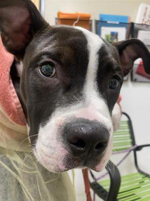Deuce, Pit Bull Terrier, puppy, available for adoption