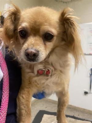 Choncha, Chihuahua, adult, available for adoption