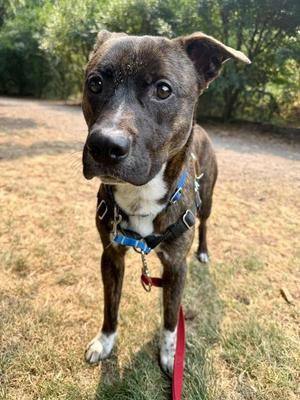 Gurney, Pit Bull Terrier, young, available for adoption