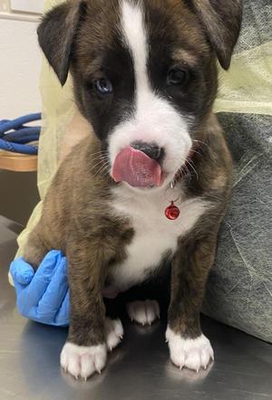 Carrie, Siberian Husky / Pit Bull Terrier, puppy, available for adoption