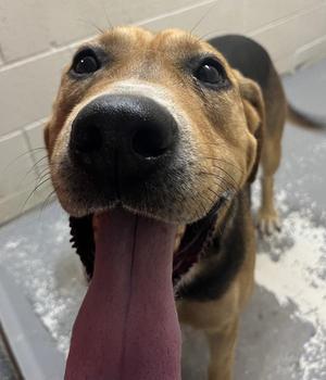Hansard, Hound / German Shepherd Dog, adult, available for adoption