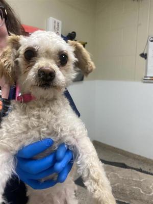 Bon Bon, Poodle, adult, available for adoption