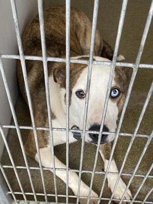 Farmer, Pit Bull Terrier / German Shepherd Dog, young, available for adoption