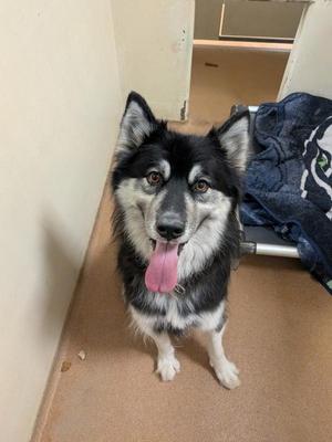 Eve, Siberian Husky, adult, available for adoption