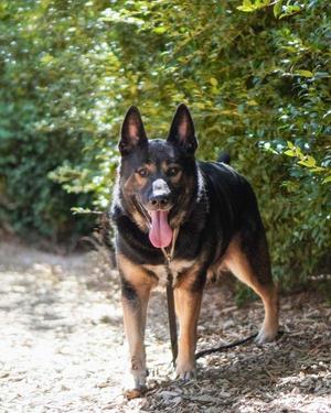 Buckwheat, German Shepherd Dog, adult, available for adoption