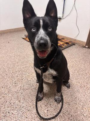 Muffin, Siberian Husky / Australian Shepherd, young, available for adoption