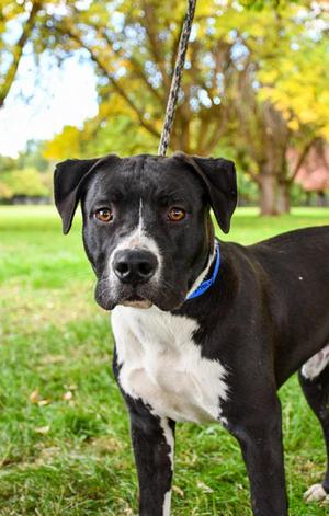 Angus, Pit Bull Terrier, young, available for adoption