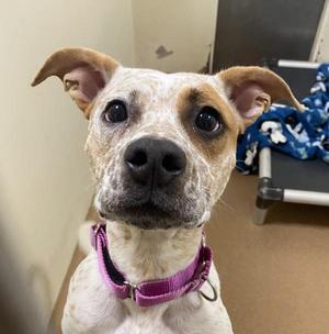 Mango, Pit Bull Terrier / Australian Cattle Dog / Blue Heeler, young, available for adoption